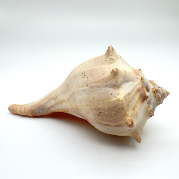 Vintage Lightning Whelk Conch Seashell Estate Beach Decor Aquarium 6.5"vi - Picture 2 of 9